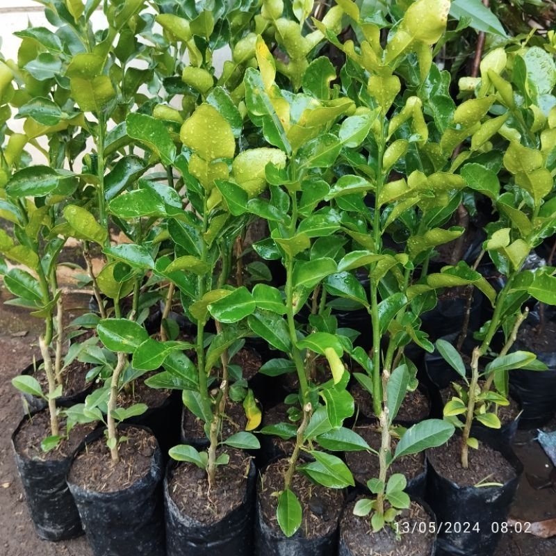 pohon jeruk purut