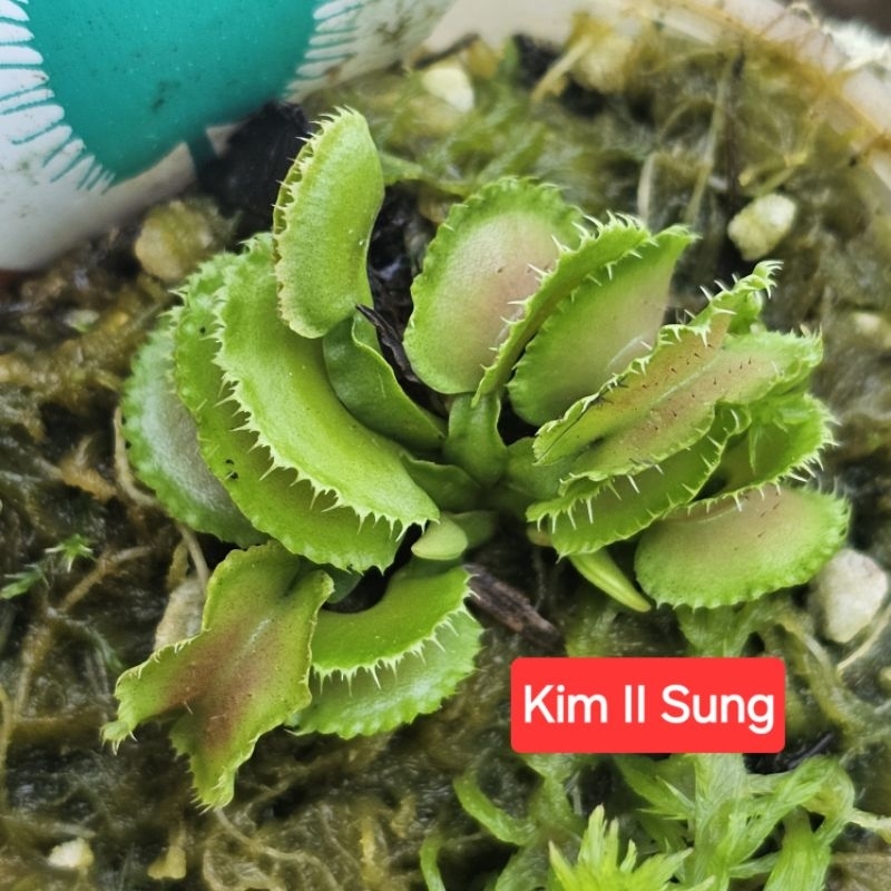 Dionaea Super