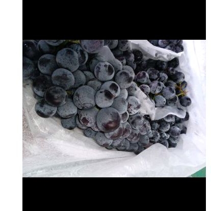 anggur black summer