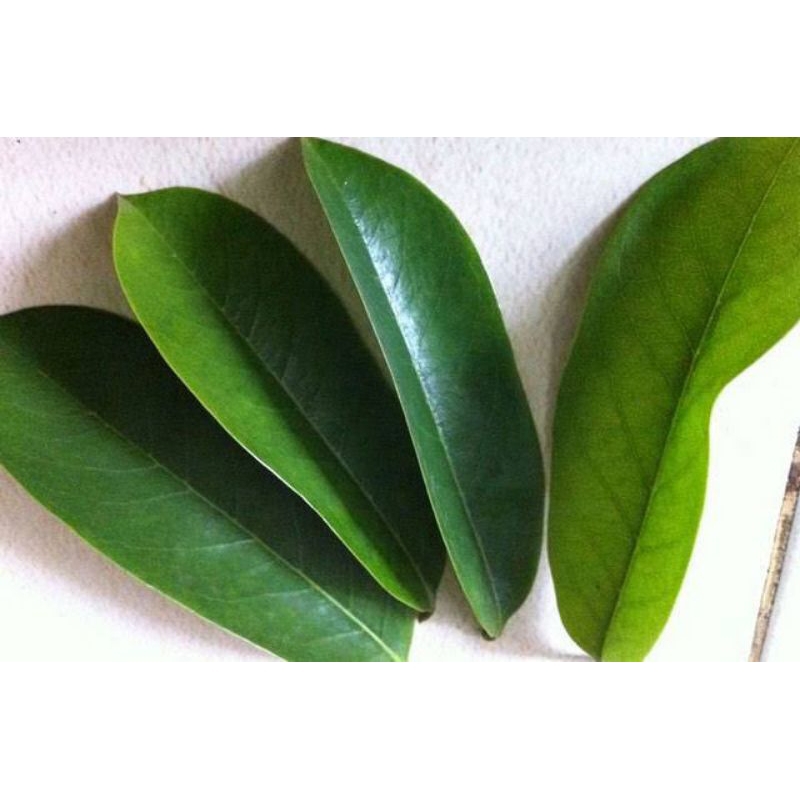 Daun sirsak obat