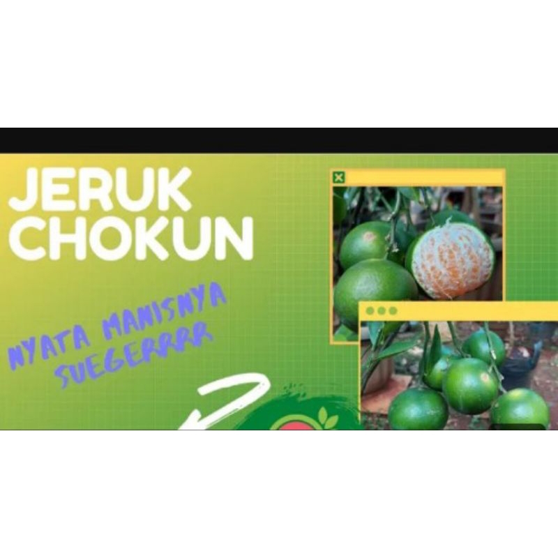 bibit jeruk chokun