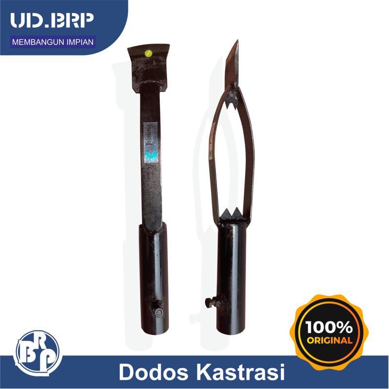 DODOS KASTRASI JHISUNG