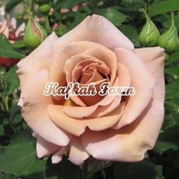 Benih 3 Biji Bunga MAWAR Light Brown