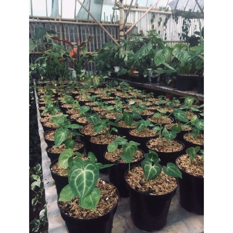 Anthurium Clarinervium / Tarantula