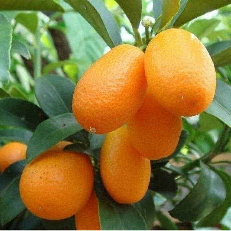 bibit jeruk nagami siap berbuah/berbunga