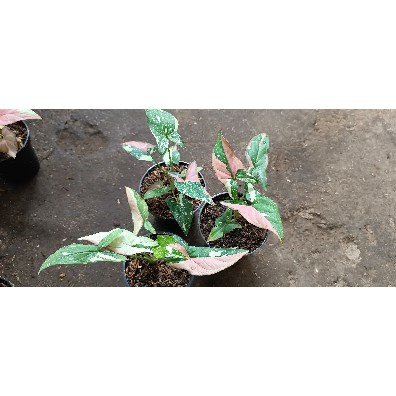 singonium three colour