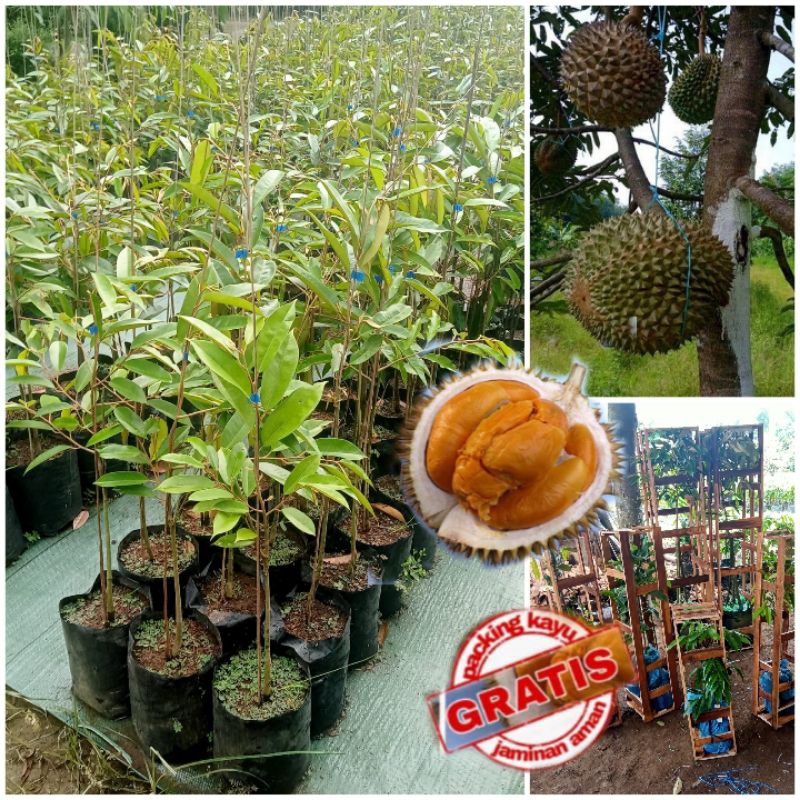 Duri hitam (ochee) hasil Okulasi