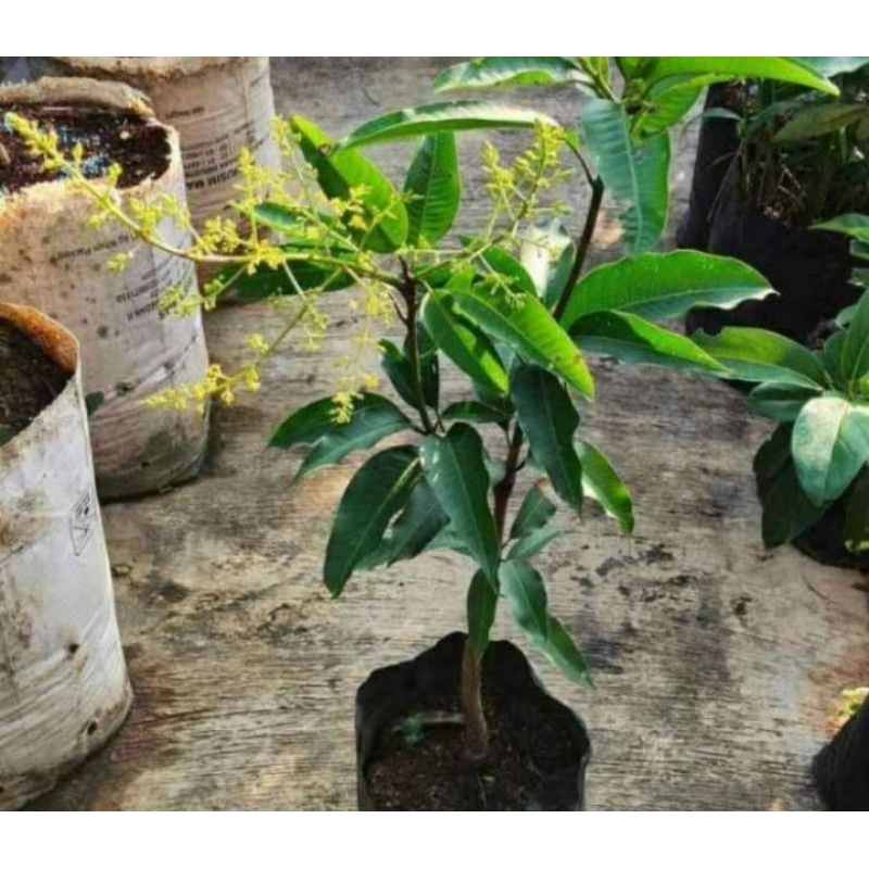 bibit mangga harumanis