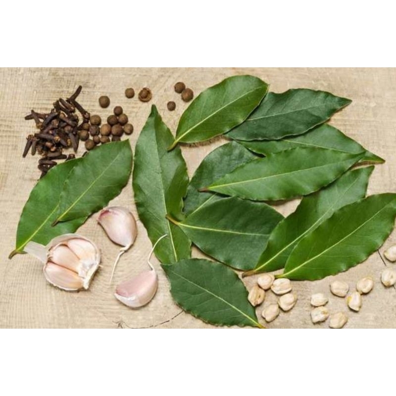 daun salam hijau