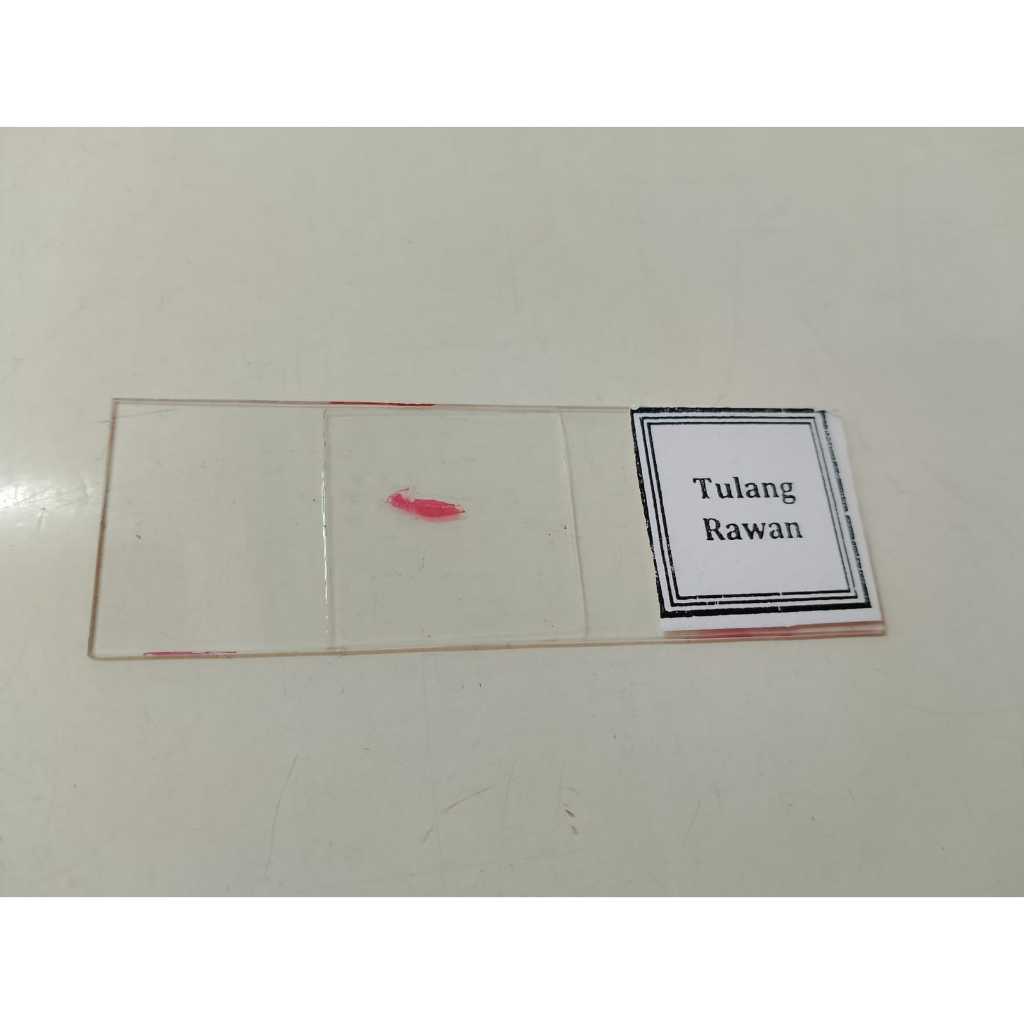 Preparat Tulang Rawan