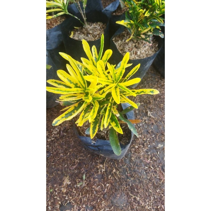 puring daun kuning hijau/codiaeum