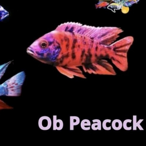 OB peacock size 8-9cm