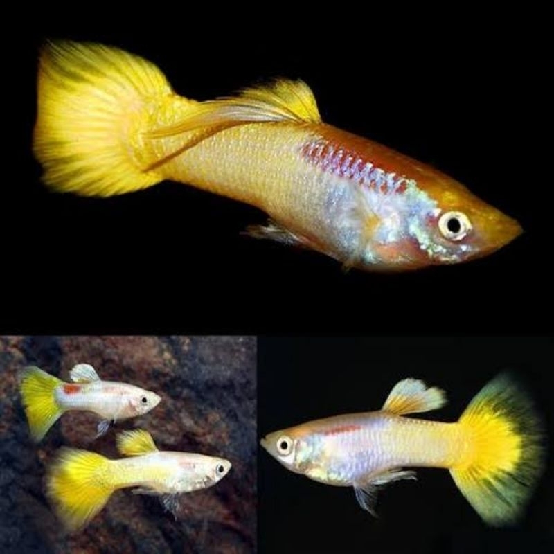 yellow micarif guppy | peralatan aquarium