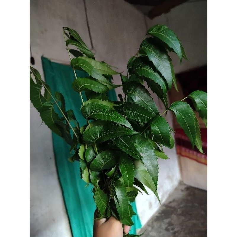 1kg daun mimba fresh