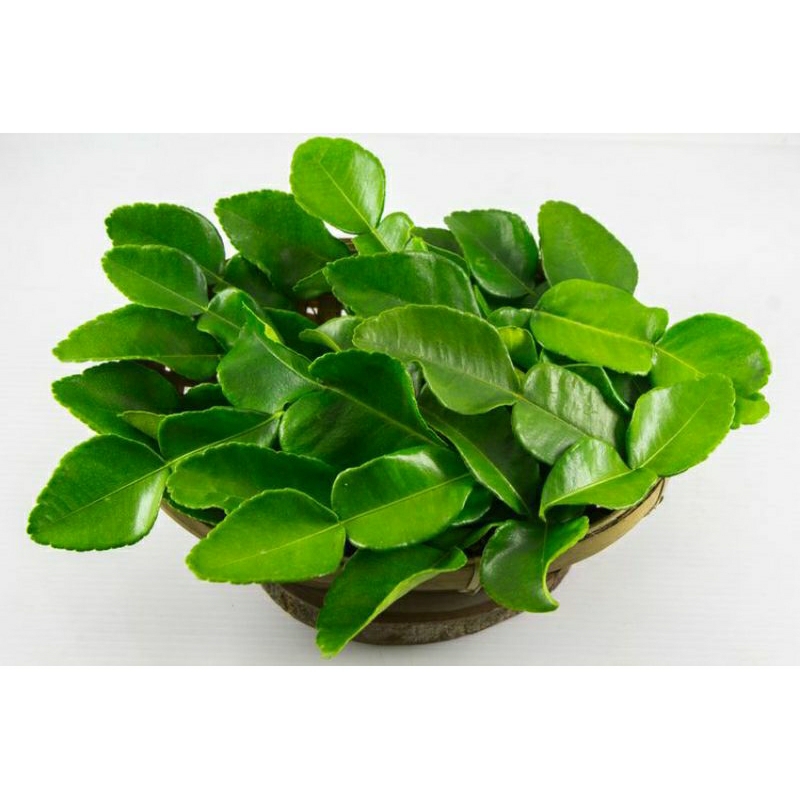 daun jeruk segar 100gr