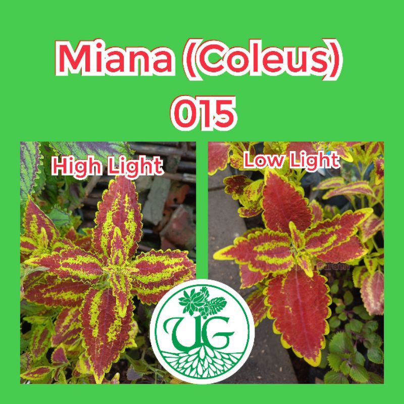 Miana (Coleus) 015