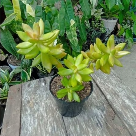 Sukulen Sedum Fire Storm Cluster