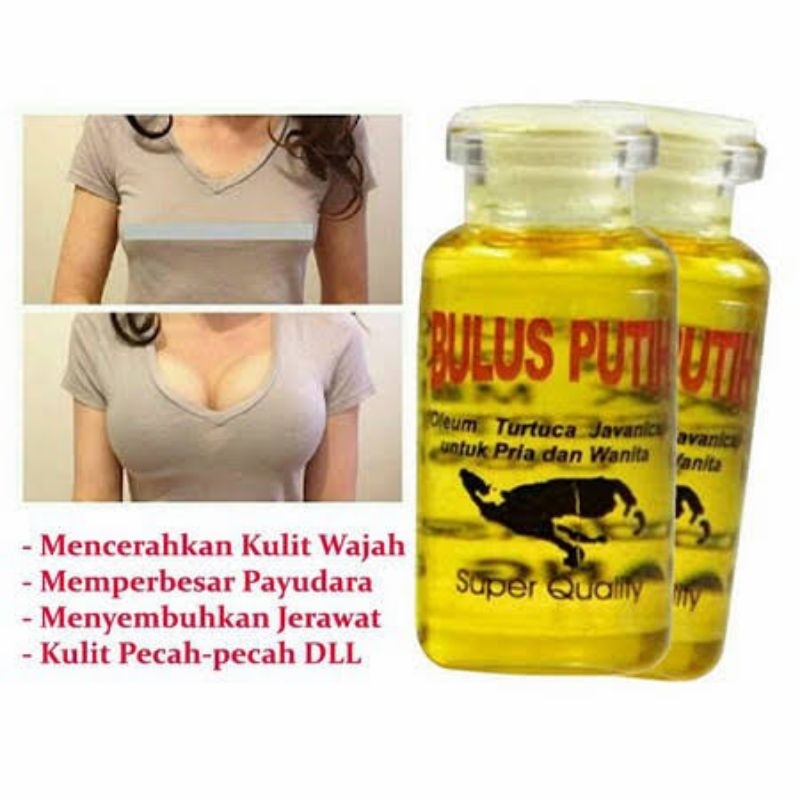 MINYAK BULUS ORI