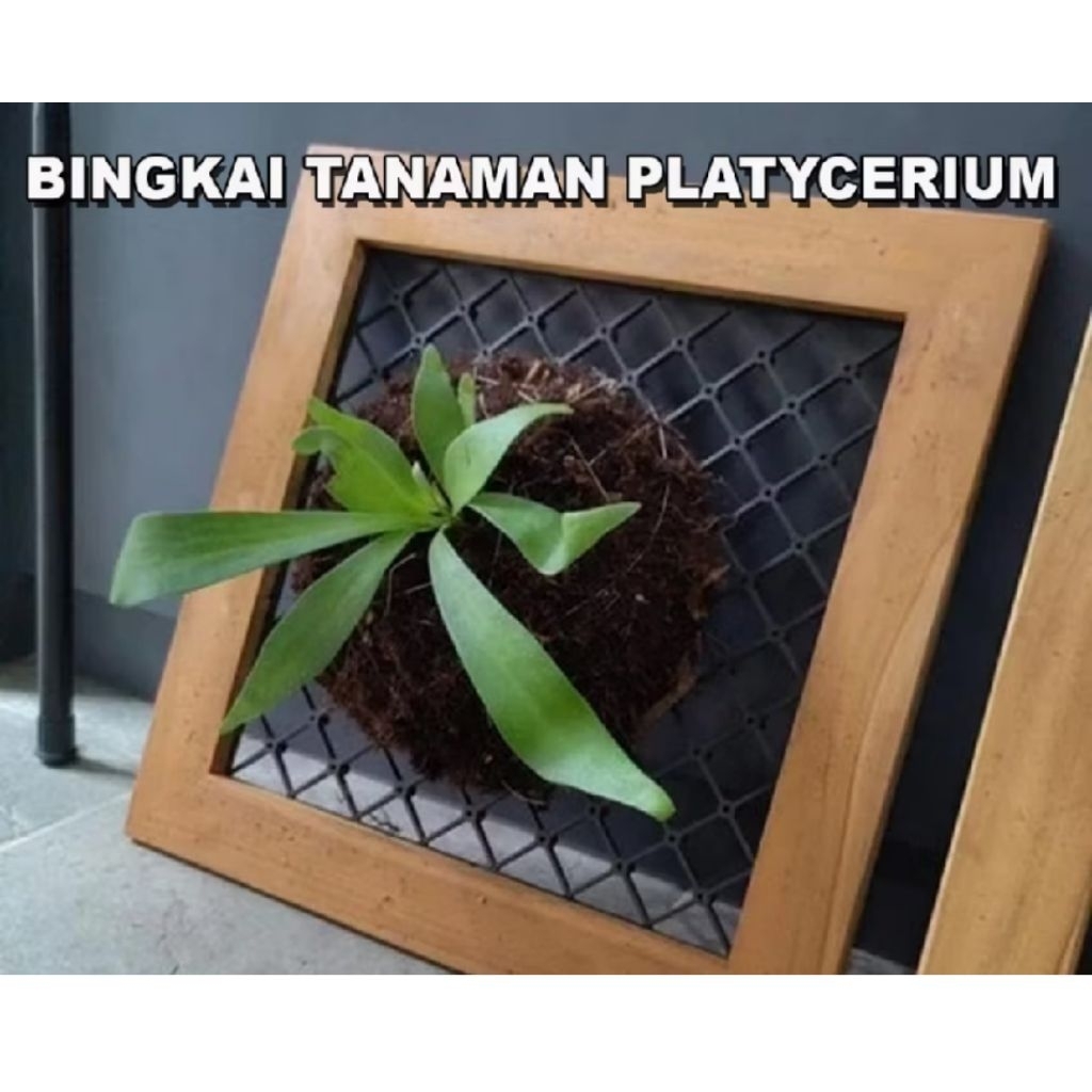 frame platycerium
