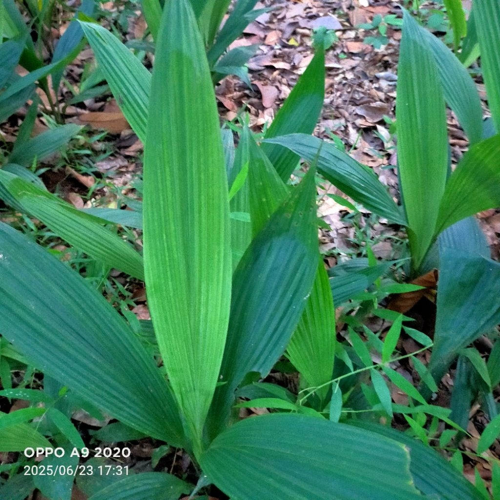 Pohon Lemba