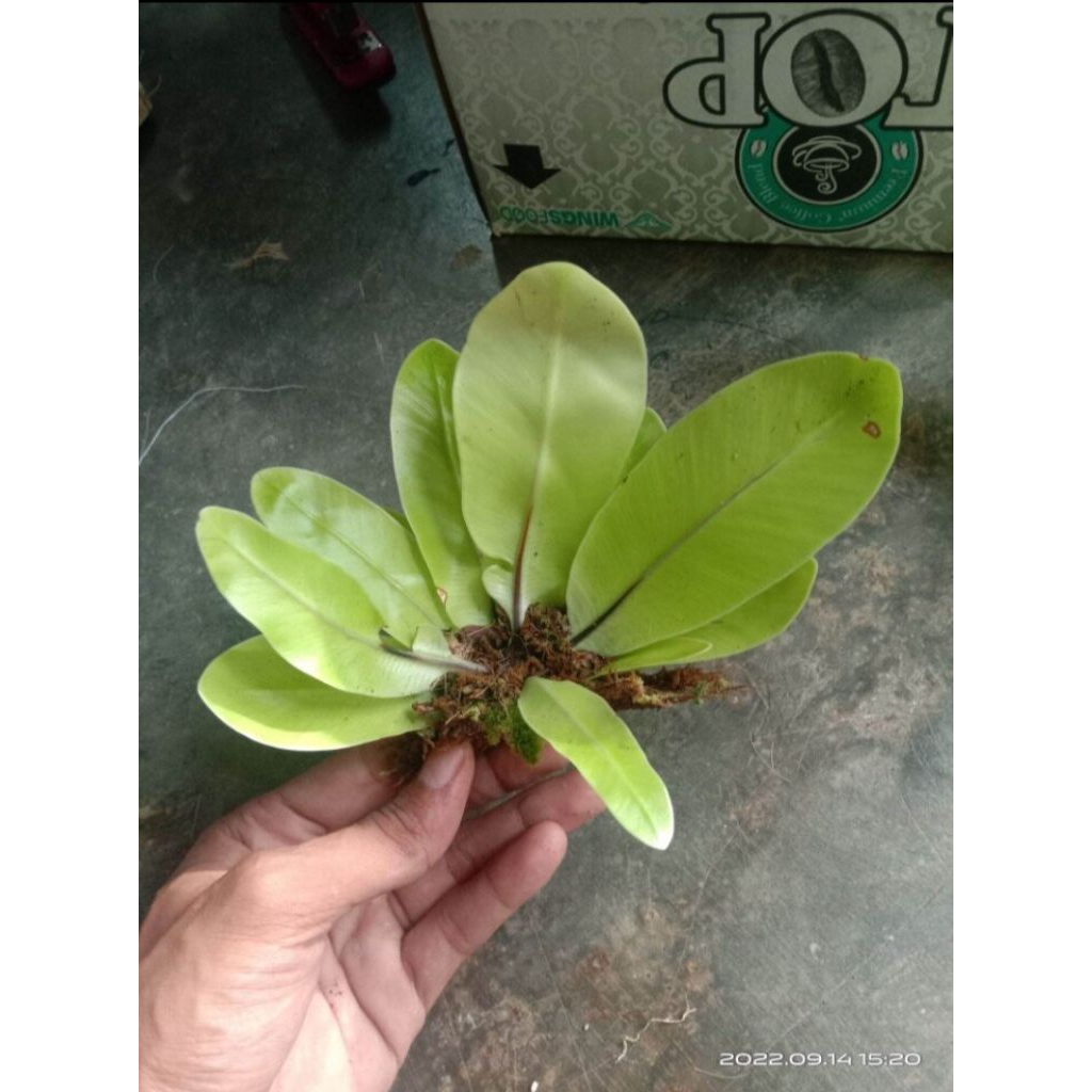 TANAMAN KADAKA MINI