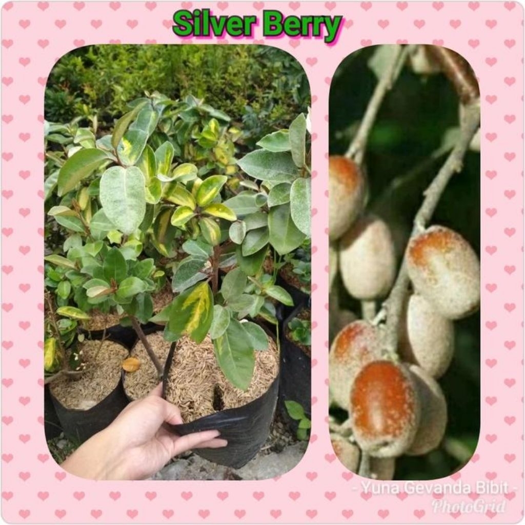 Bibit Tanaman Buah Silver Berry