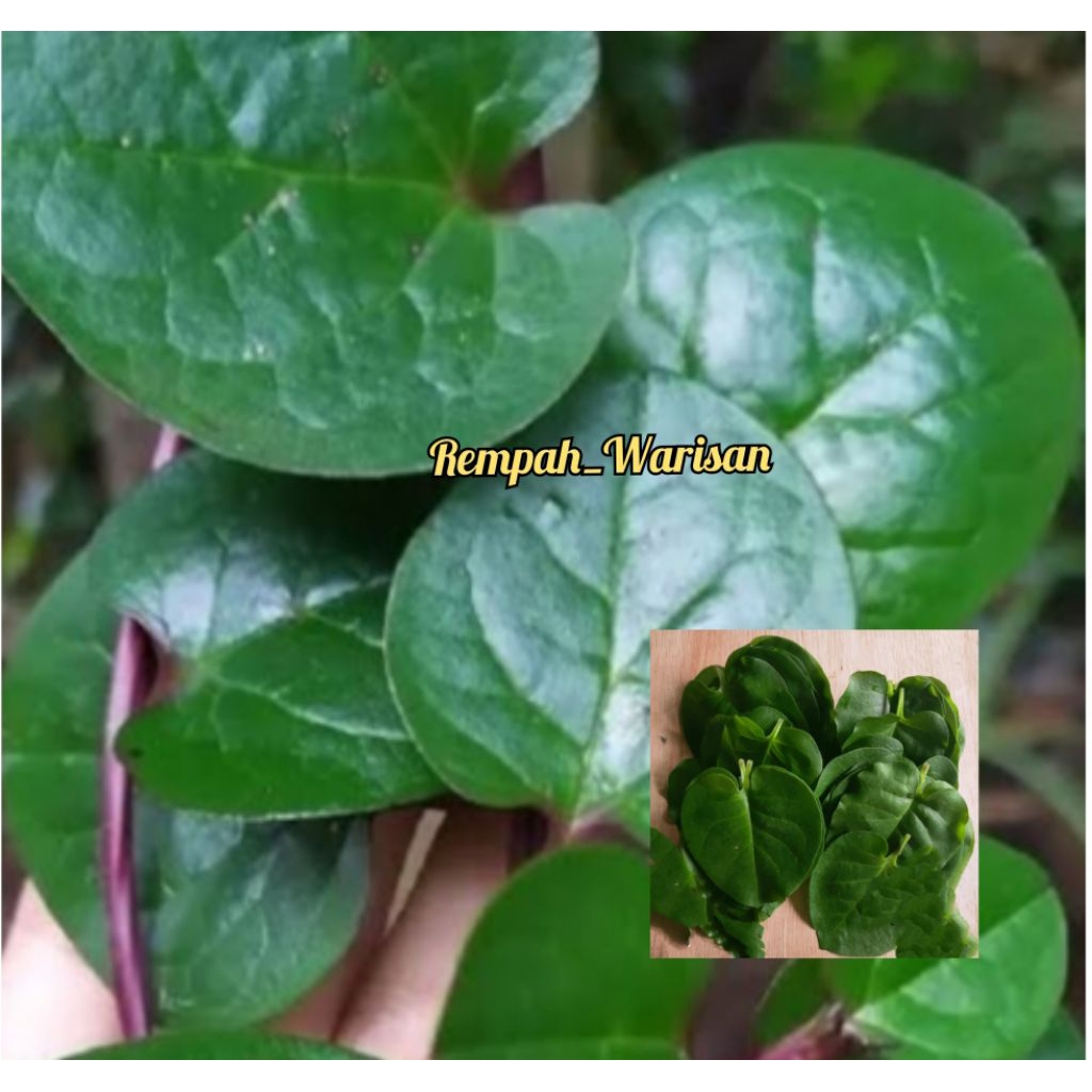 Daun Binahong Segar