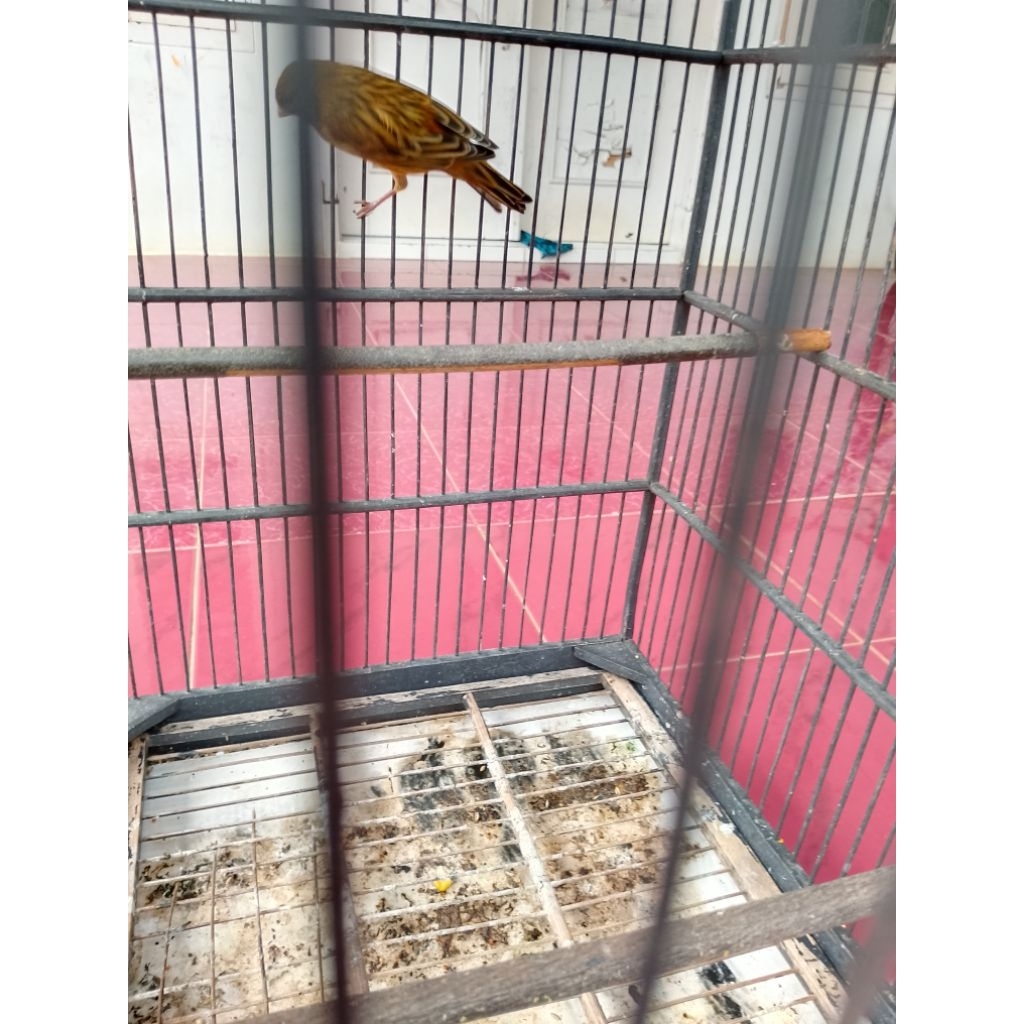 Mainan Burung