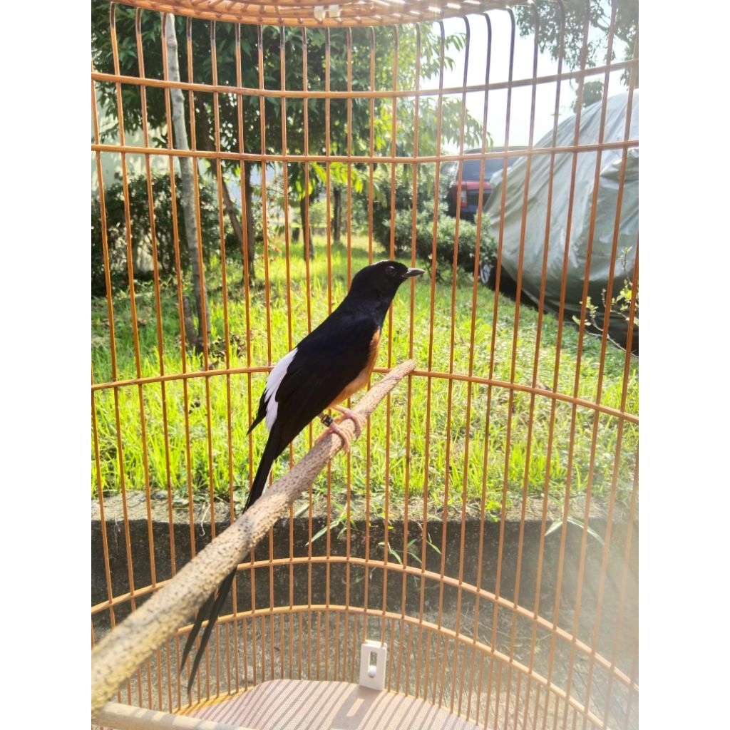 murai batu