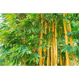 Bibit bambu kuning mini