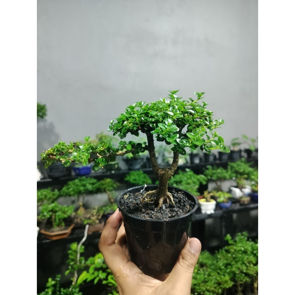 bonsai sancang