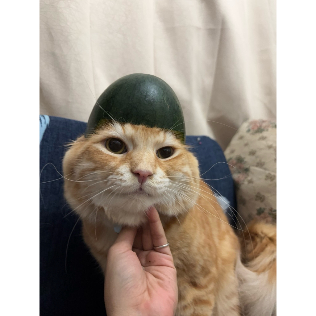 Suplemen Kucing