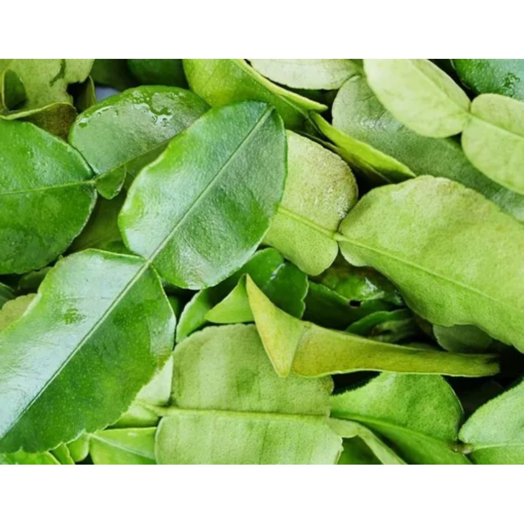 Daun Jeruk Makassar 3.000