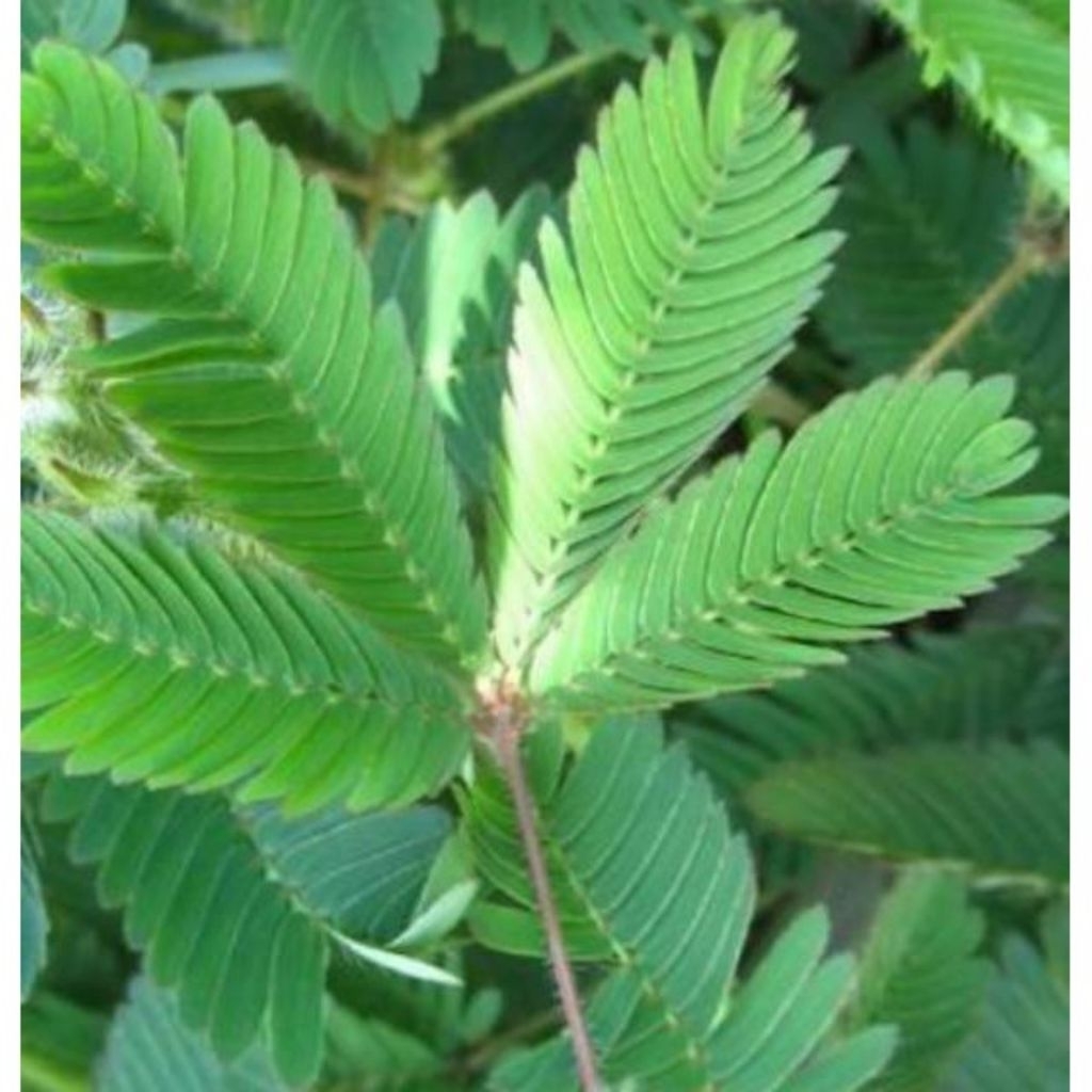 Daun putri malu segar 100gram