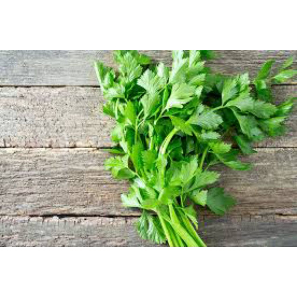 daun seledri 1 kg