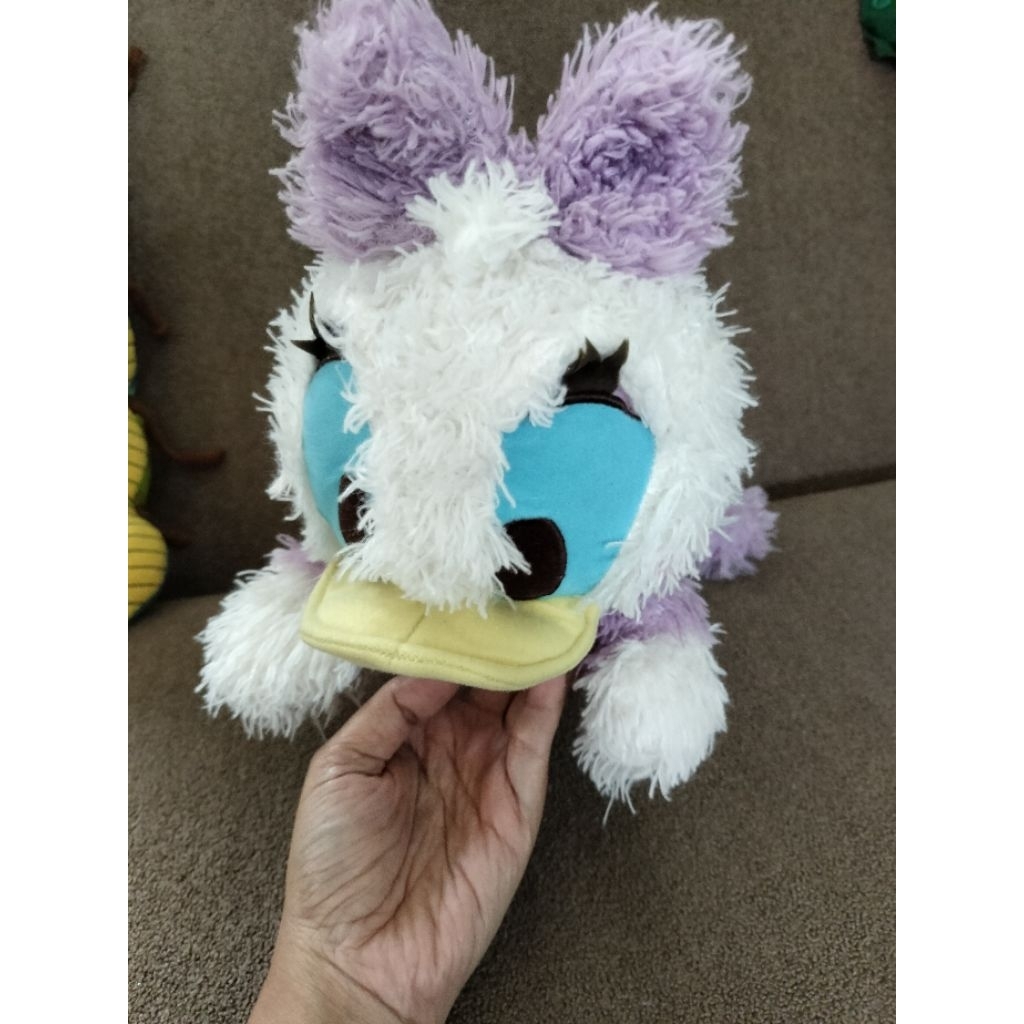 Daisy rebahan bulu