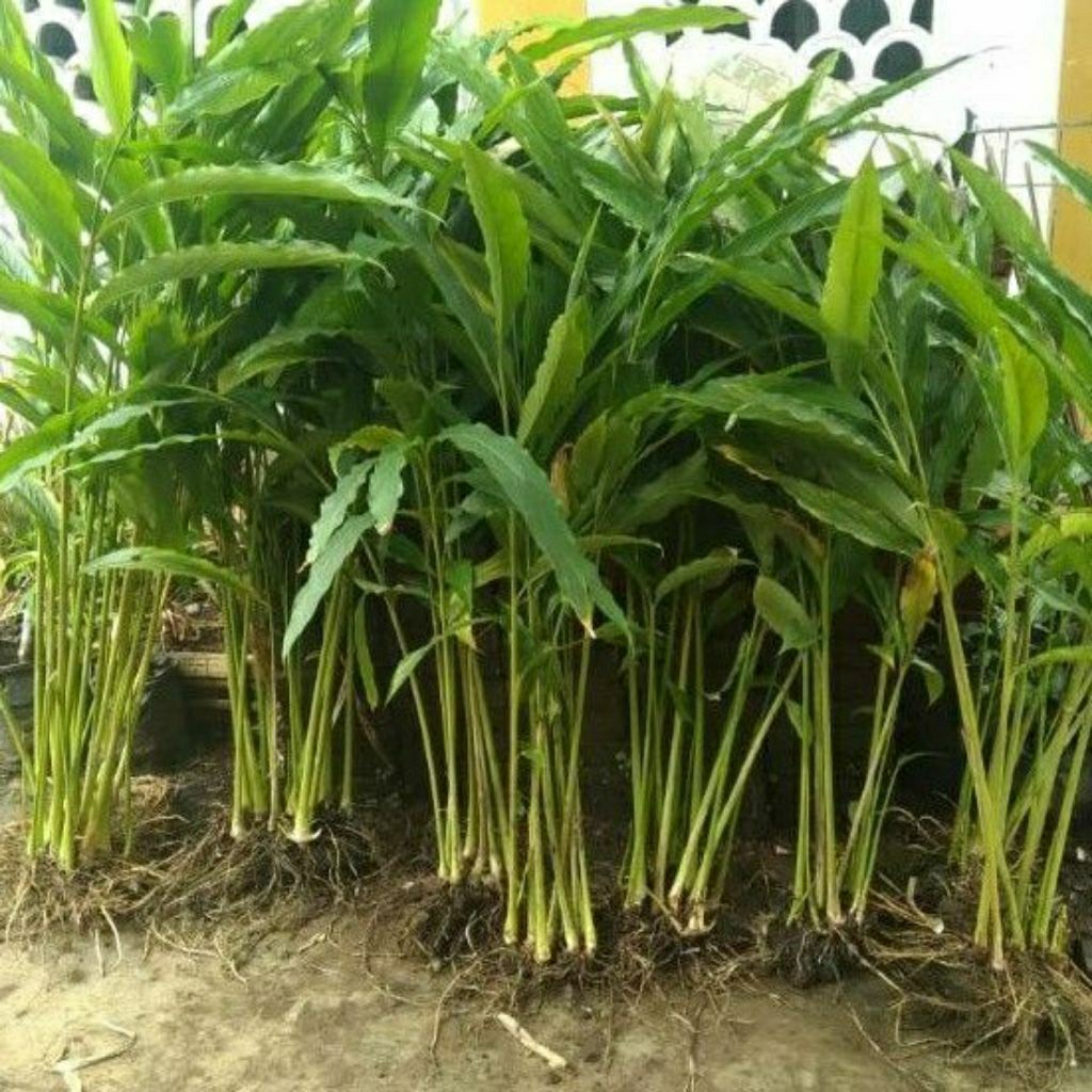 bibit kapol lokal