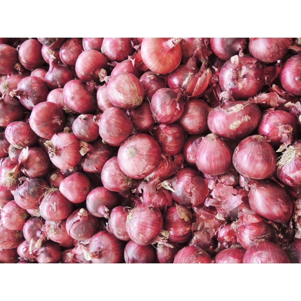 bawang merah