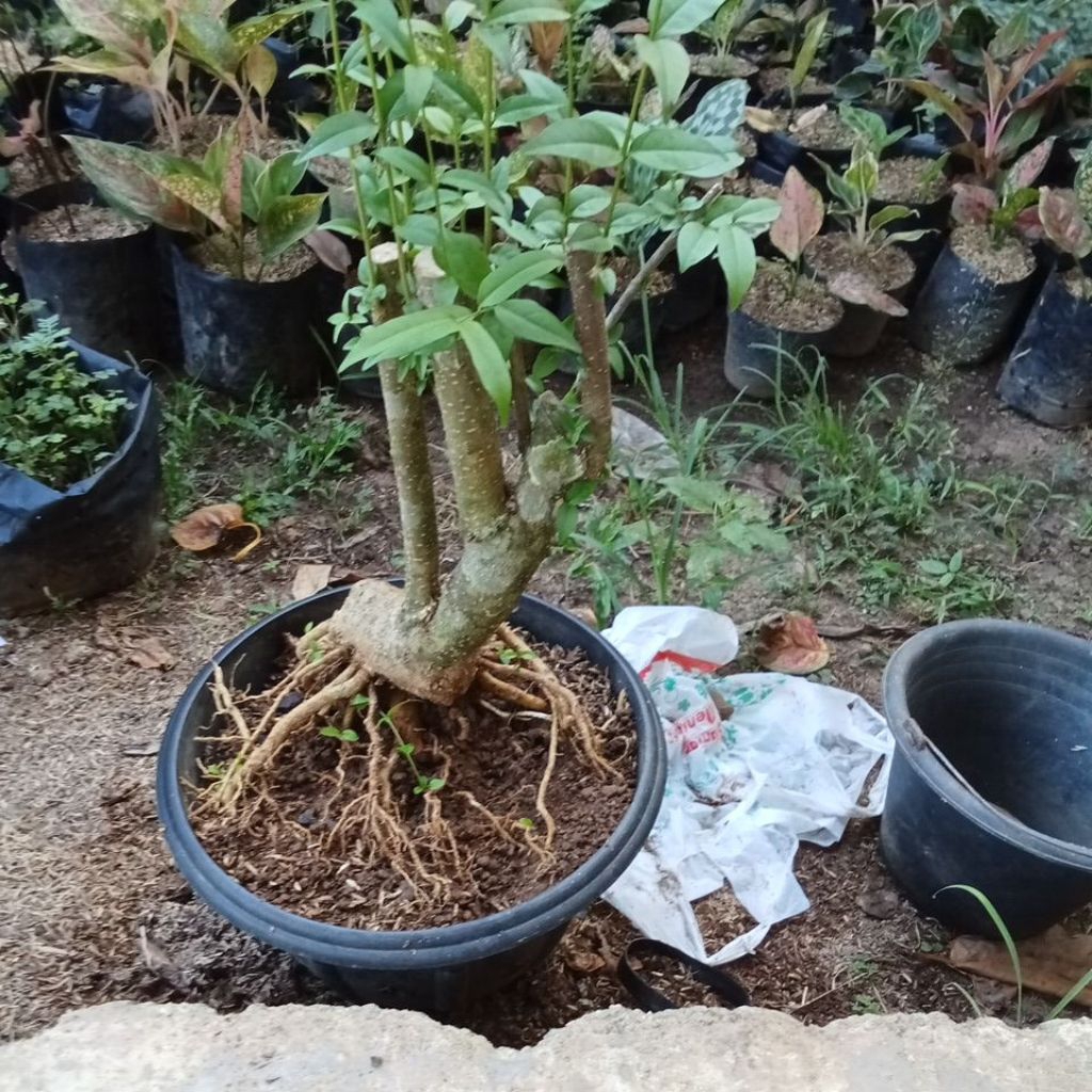 bahan bonsai anting putri dan yang lainya.