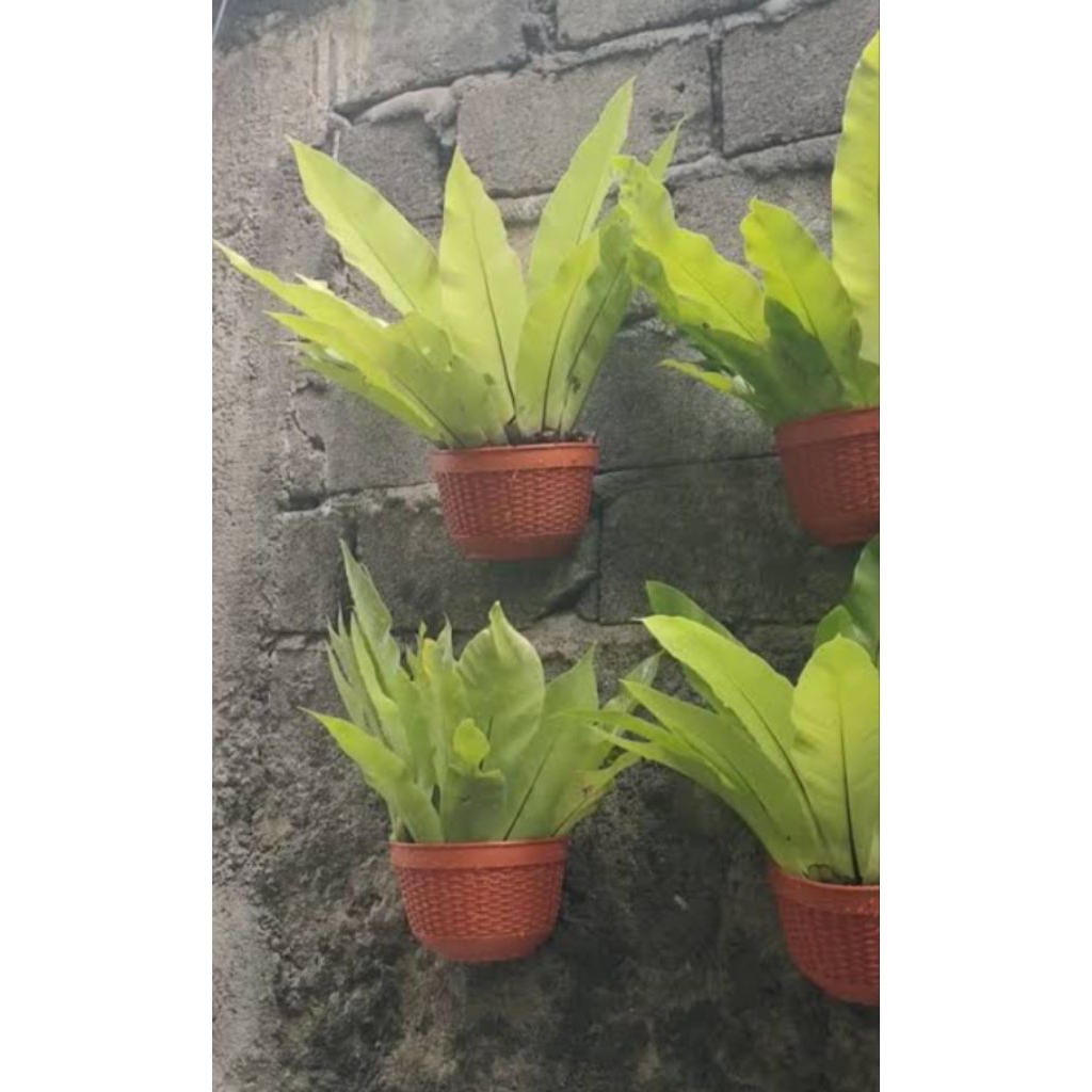 kadakasedang
