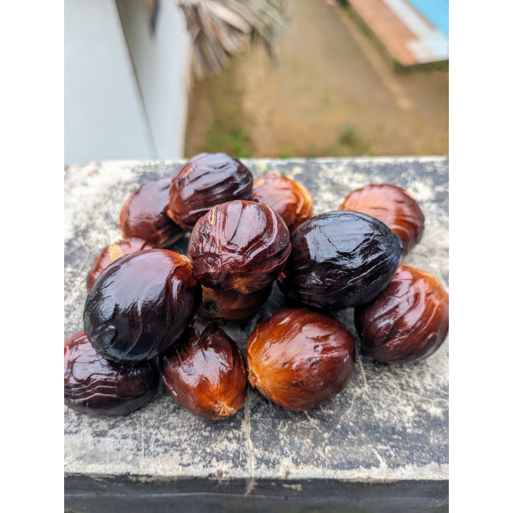 Bibit pala super/ 1kg