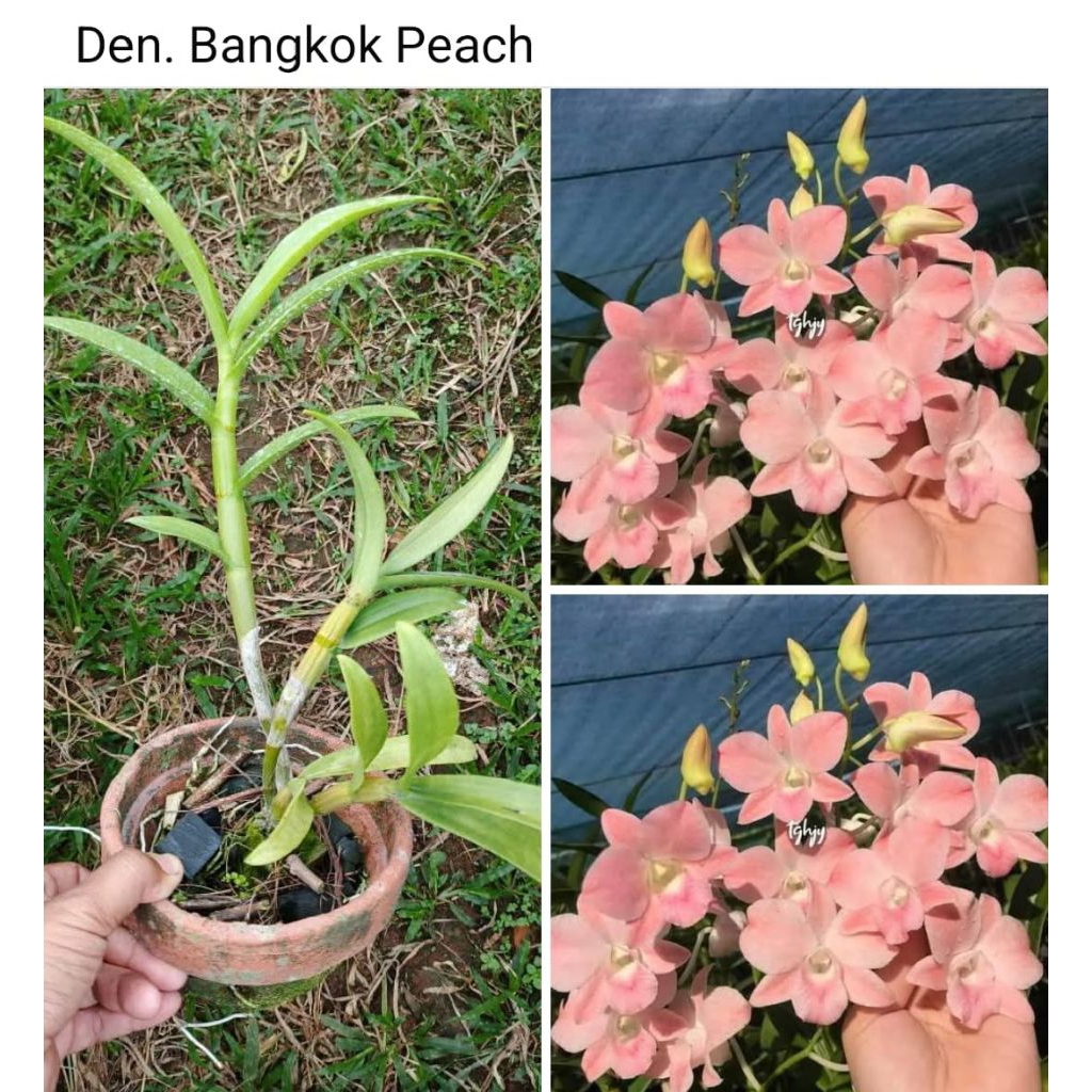 DENDROBIUM BANGKOK PEACH