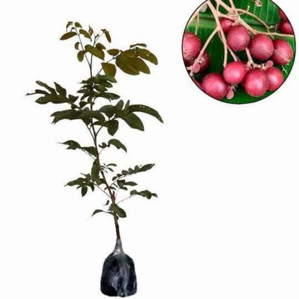 Bibit Kelengkeng merah