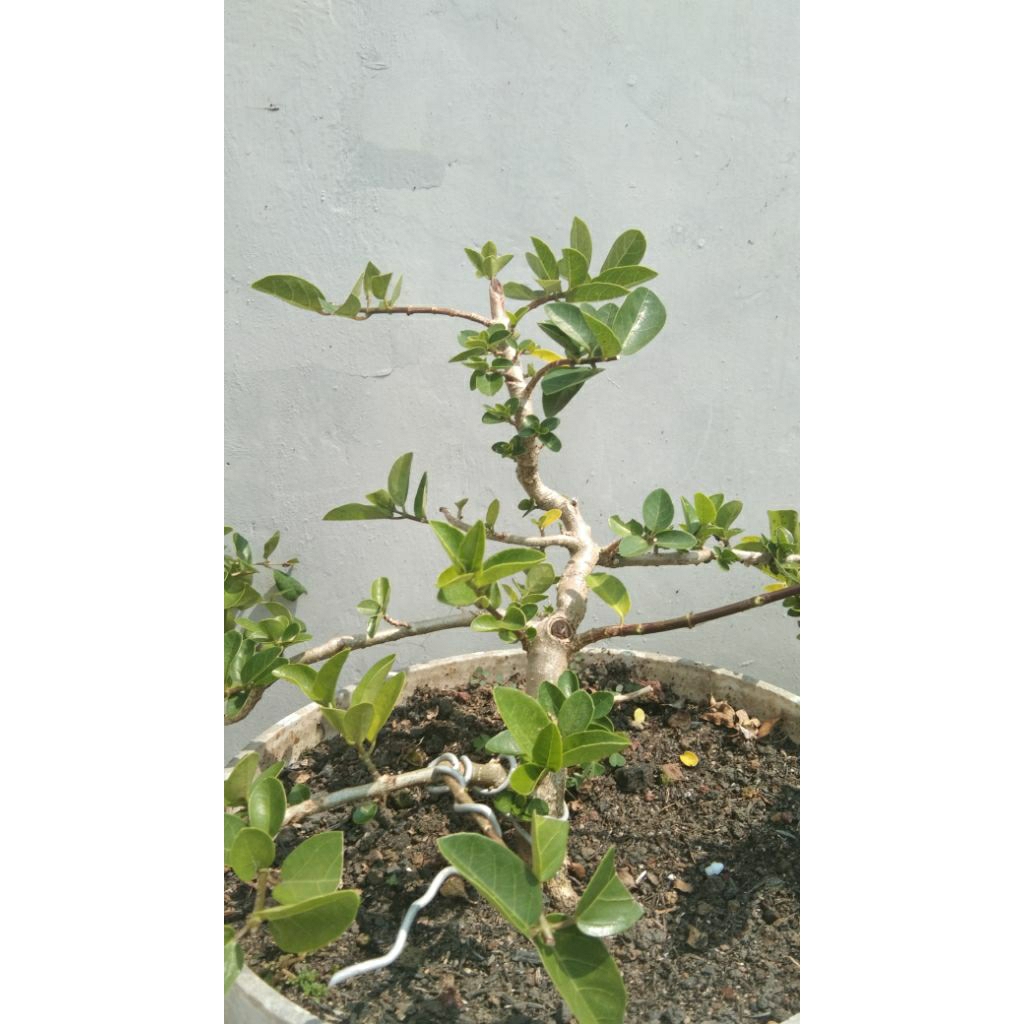 bonsai sancang