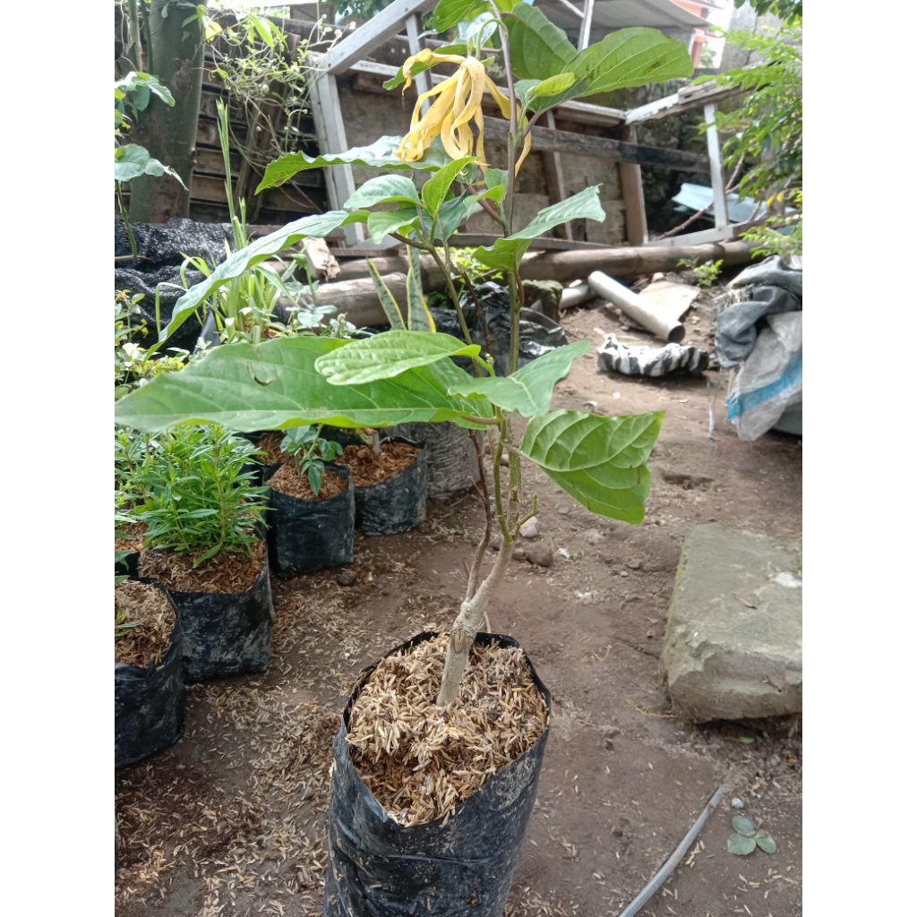 kenanga berbunga