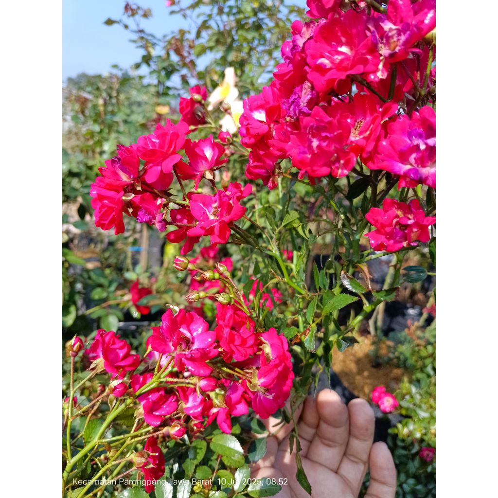 bunga mawar hias cantik