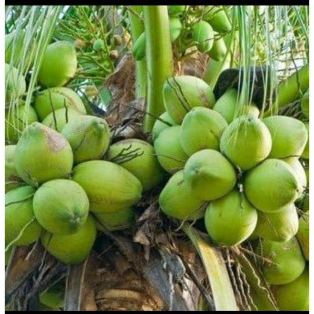 buah kelapa muda/daogan segar