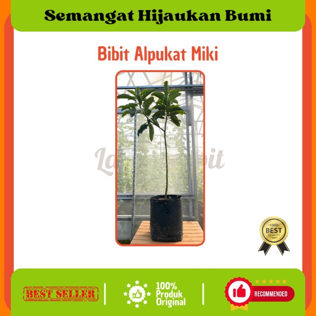 Bibit Alpukat Miki Polybag