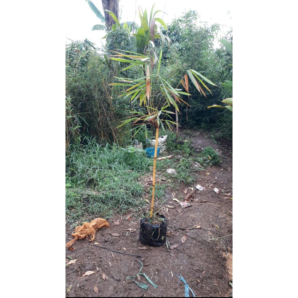 Tanaman hias Bambu haur kuning