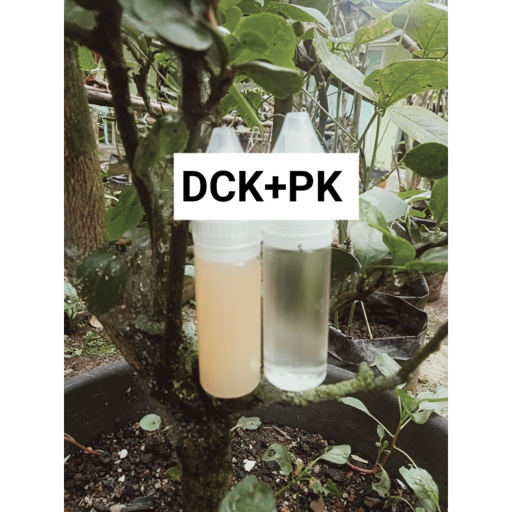 Essen DCK + PK satu paket